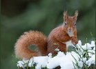 John Scholey_Red Squirrel.jpg